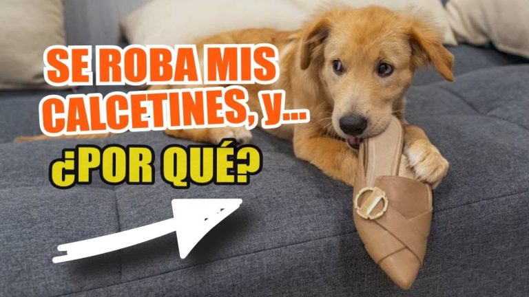 por que mi perro se lleva mis zapatos