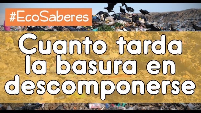 ¿Cuánto tarda en degradarse un zapato? Guía sobre la vida útil de tu calzado