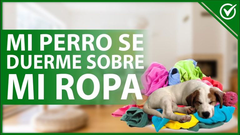 ¿Por qué mi perro se acuesta en mis zapatos? Razones y soluciones